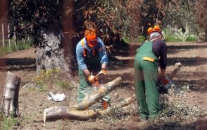Tala de olivos infectados por Xylella fastidiosa
