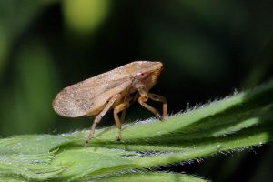 Este insectito de apariencia inofensiva es el vector transmisor de Xylella fastidiosa Este insectito de apariencia inofensiva es el vector transmisor de Xylella fastidiosa