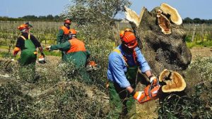 La infección por Xylella perjudica a los cultivos de olivos La infección por Xylella perjudica a los cultivos de olivos