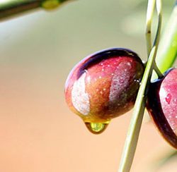 elaboracion_aceite_de_oliva aceituna picual aceite de oliva