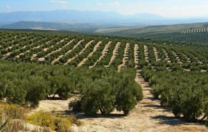 Olivar