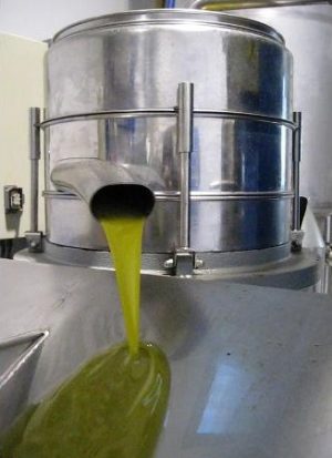 Aceite de oliva de primera extracción en frío saliendo de la centrifugadora