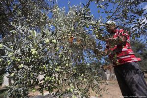 Recolección de las olivas