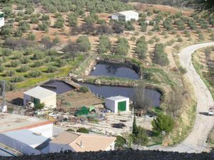 Alpechín en equilibrio con los cultivos de olivos