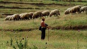 El acebuche es apreciado por su dureza, y se emplea en la elaboración de varas de pastores 