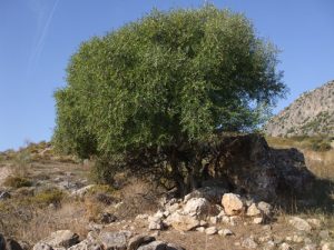árbol del acebuche