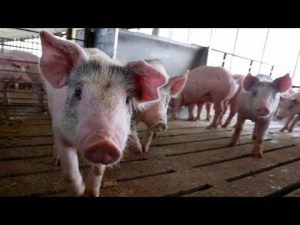 Al ganado porcino le complace el orujo como alimento