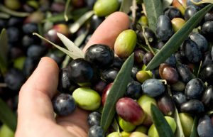 En España las especies más conocidas de aceitunas con las que se produce aceite son Picual, Hojiblanca, Arbequina, Cornicabra y Empeltre. En España las especies más conocidas de aceitunas con las que se produce aceite son Picual, Hojiblanca, Arbequina, Cornicabra y Empeltre.