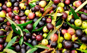 aceitunas arbequina después de la cosecha