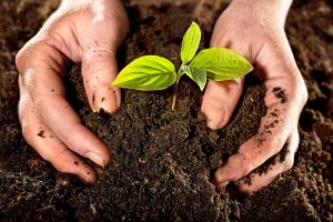 Disposición final del alperujo de oliva como compost