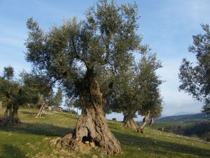 Los egipcios solían aprovechar el olivo ya que producir aceite no se había optimizado aún