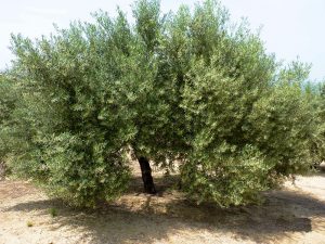 El olivo Cornicabra El olivo Cornicabra