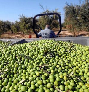 Es importante que las olivas se transporten con sumo cuidado antes de extraer su aceite