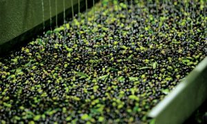 Los aceites italianos son tan buenos como cualquiera, por lo que no es necesario incurrir en fraudes para producirlo
