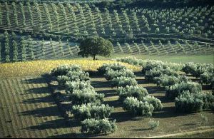 Los olivos ecológicos cuentan con un rendimiento menor en relación a la cantidad de aceitunas que producen Los olivos ecológicos cuentan con un rendimiento menor en relación a la cantidad de aceitunas que producen