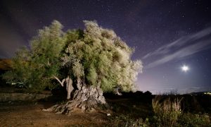 El olivo y su perdurable legado