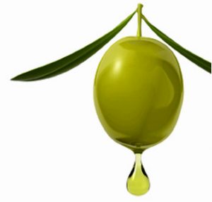 Los agricultores antiguos se esmeraron en cultivar mejores aceitunas para obtener mayor cantidad de aceite de oliva
